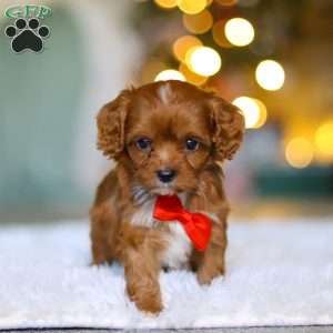 Tiny Teddy, Cavapoo Puppy